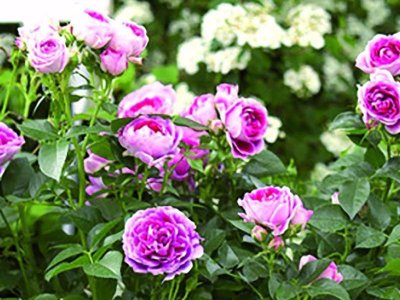 Din nye nemme rosenhave